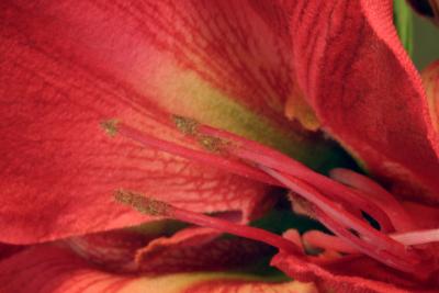 redflower1.jpg