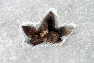 ice leaf.jpg
