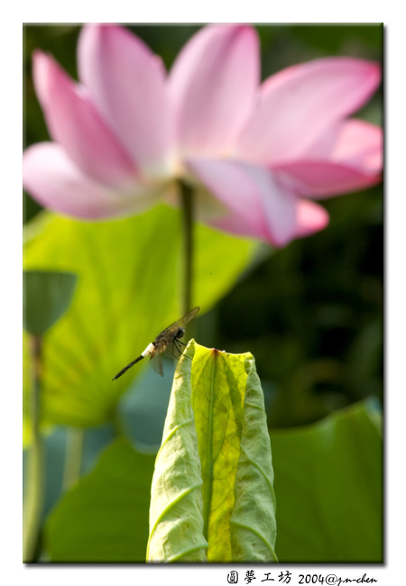DSC_0317.jpg