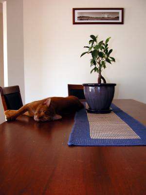 Dining Table?
