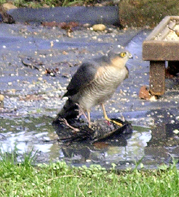 Sparrowhawk in the garden