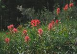 Indian Paintbrush