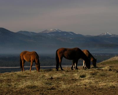 Horses on the High Road