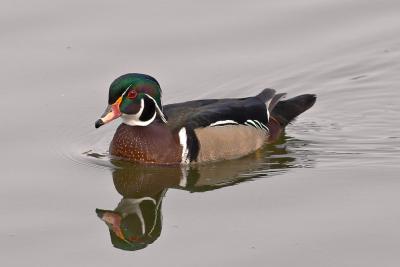 Waterfowl and Shore Bird Gallery