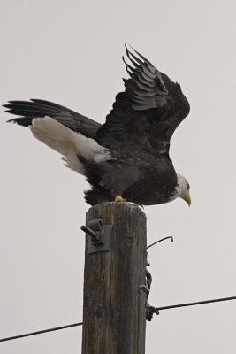 Posing for Flag Pole.jpg