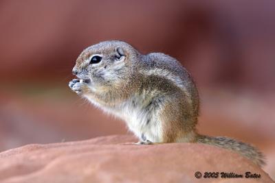 white-tailed antelope squirrel1.jpg