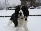 Milton enjoying the snow