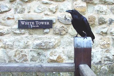Raven at the White Tower