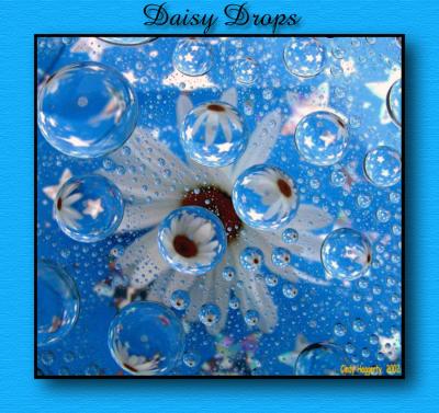 daisy-drops-2