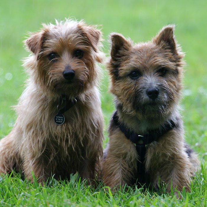 081504pups.jpg