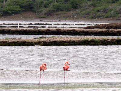 A pair of Flamingos at the salt pans