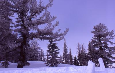 snow trees.jpg