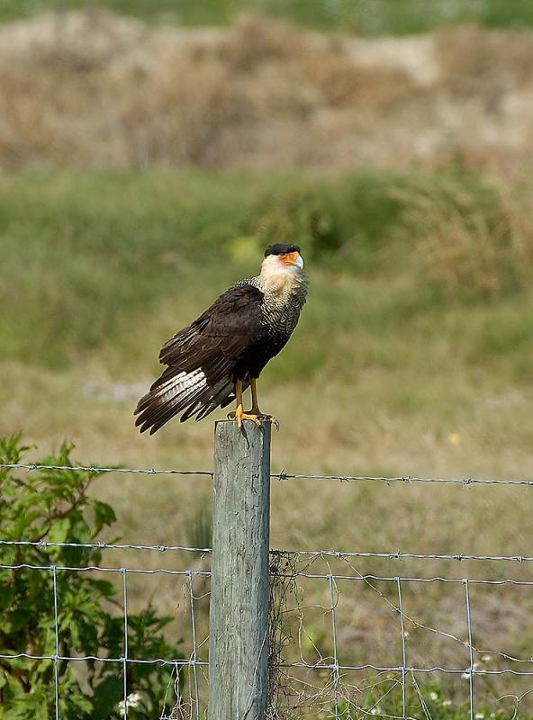 Crested caracara Fence.jpg