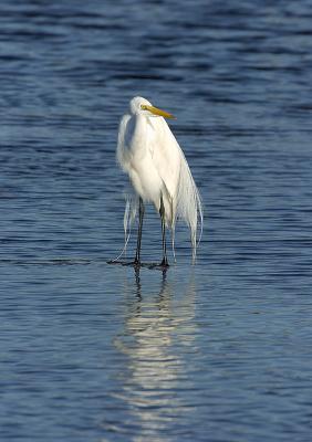 Old Man Great Egret.jpg