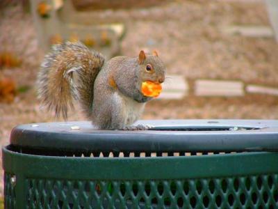 squirrel eating bread