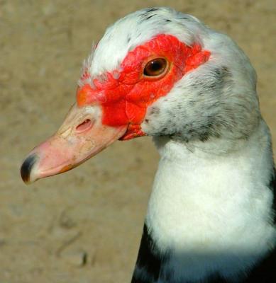 Duck portrait