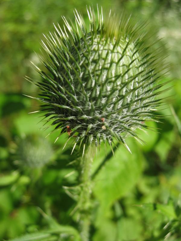 Thistle