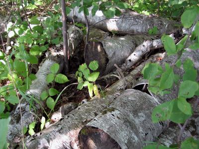 Birch Pile