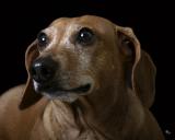 Feb. 25, 2005 - Portrait of a dog