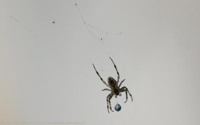 Spider 1680x1050.jpg