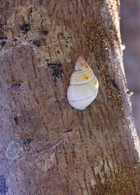 treesnail101