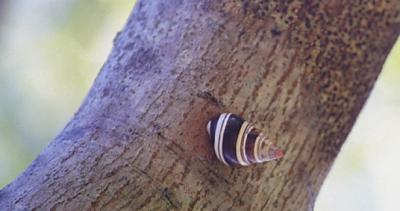 treesnail202