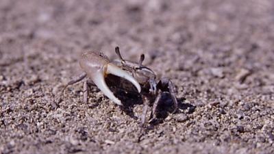 sandcrab04