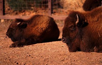 norristown_zoo