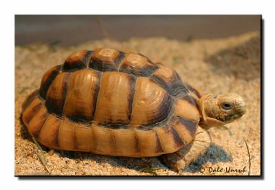 EgyptianTortoise