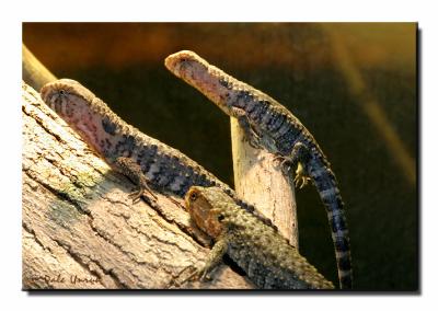 u40/squireland/medium/26408778.ChineseCocodileLizards.jpg