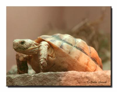 u40/squireland/medium/26455180.EgyptianTortoise.jpg