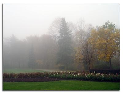 Edwards Gardens in fog