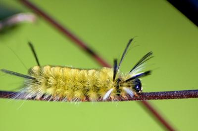 caterpillar2.jpg