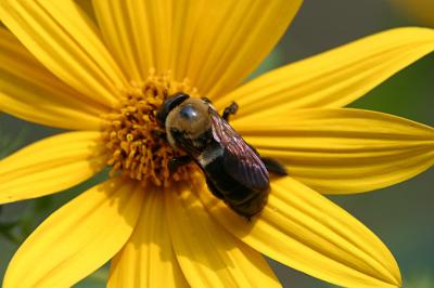 bee.jpg