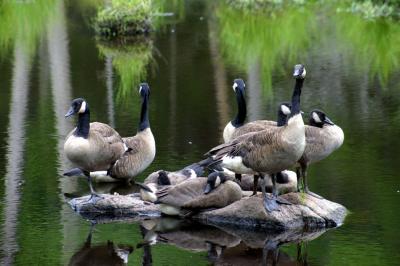 geese1.jpg