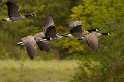 GooseSquadron.jpg