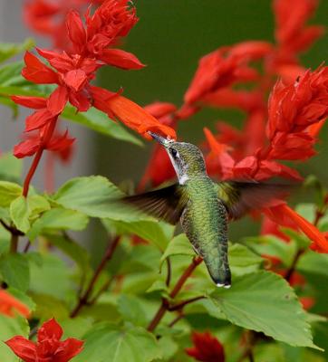 HummerRedSalviaNoSharpWeb.jpg