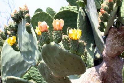 Cactus in Lecce, Italy