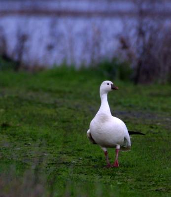Sacramento National Wildlife Refuge