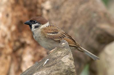 Eurasian Tree-Sparrow