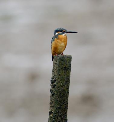 Common Kingfisher