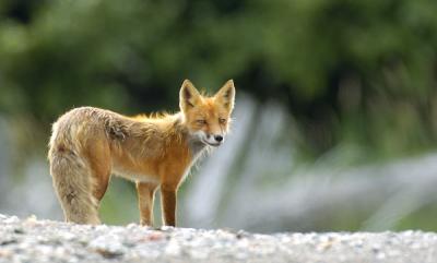 Red Fox