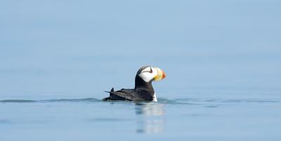 Puffin Floating