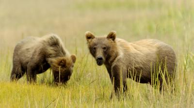 Two cubs eating