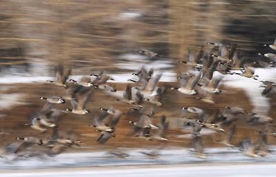 Geese In Flight (CRW_0469.jpg)