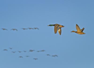 Mallard  In Flight (CRW_1141.jpg)