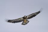 Young Eagle In Flight (CRW_0760-002.jpg)