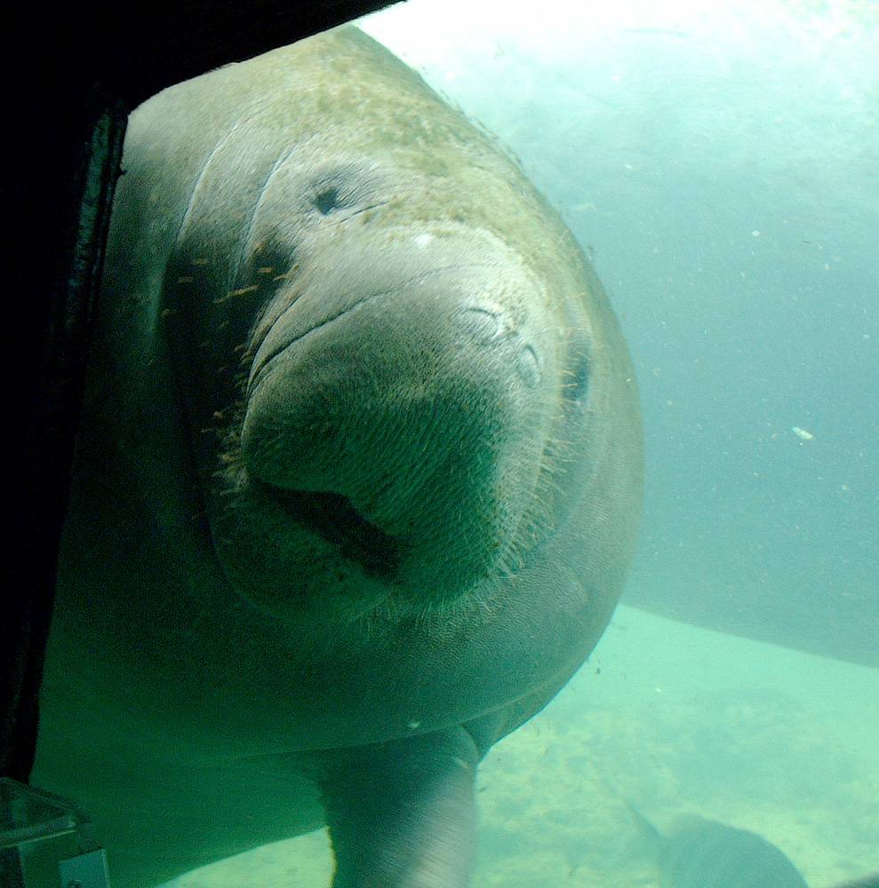 Manatee.jpg