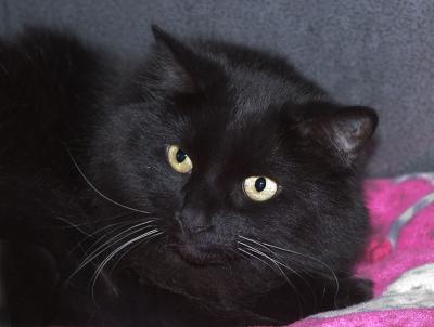 u40/stevephoto/medium/40587799.Kitty.2005.D01526.jpg