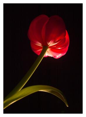 The Tulip Balloon